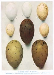 Tojások: üstökös kárókatona: nagy kárókatona: stb., illusztráció Kirkman és Jourdain „British Birds“ című könyvéből, 1966